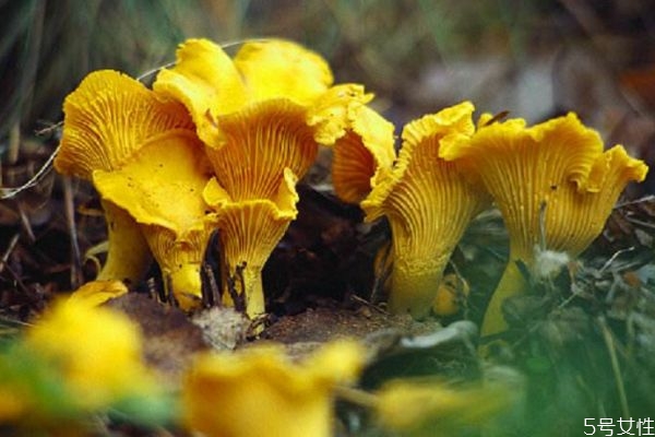 什么是雞油菌呢 雞油菌有什么營養(yǎng)價值呢 什么是雞油菌呢 雞油菌有什么營養(yǎng)價值呢