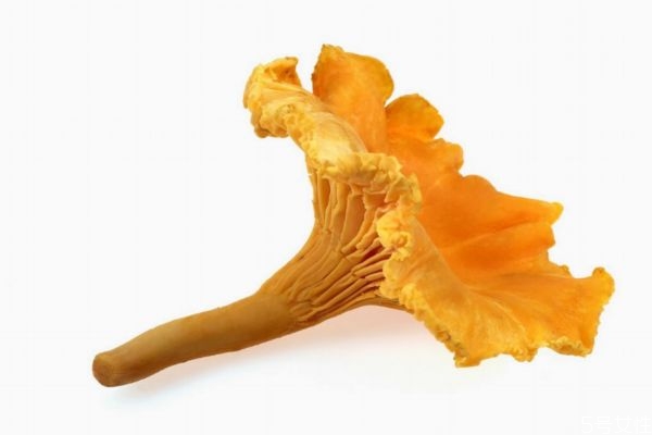 什么是雞油菌呢 雞油菌有什么營養(yǎng)價值呢 什么是雞油菌呢 雞油菌有什么營養(yǎng)價值呢