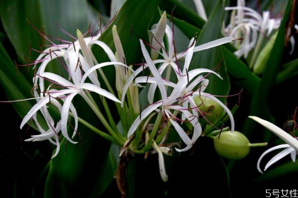文殊蘭是一種什么植物呢 文殊蘭有什么作用呢 文殊蘭是一種什么植物呢 文殊蘭有什么作用呢
