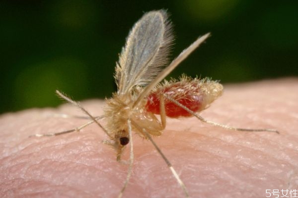 什么是黑熱病呢 黑熱病有什么危害呢 什么是黑熱病呢 黑熱病有什么危害呢