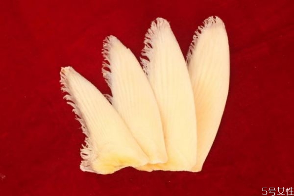 什么是魚翅呢 魚翅有什么營養(yǎng)價(jià)值呢