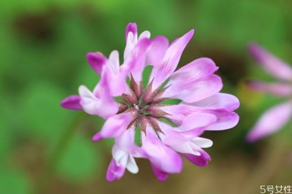 什么是小冠花呢 小冠花有什么作用呢 什么是小冠花呢 小冠花有什么作用呢