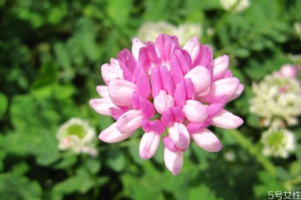 什么是小冠花呢 小冠花有什么作用呢 什么是小冠花呢 小冠花有什么作用呢