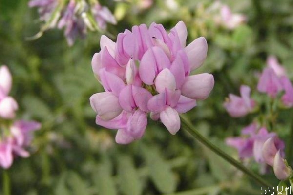 什么是小冠花呢 小冠花有什么作用呢 什么是小冠花呢 小冠花有什么作用呢