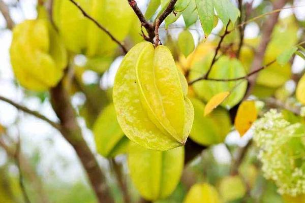 楊桃糖粉高嗎 糖尿病人能吃楊桃嗎 楊桃糖粉高嗎 糖尿病人能吃楊桃嗎