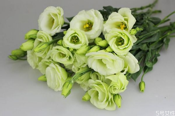 什么是洋桔梗呢 洋桔梗有什么作用呢 什么是洋桔梗呢 洋桔梗有什么作用呢