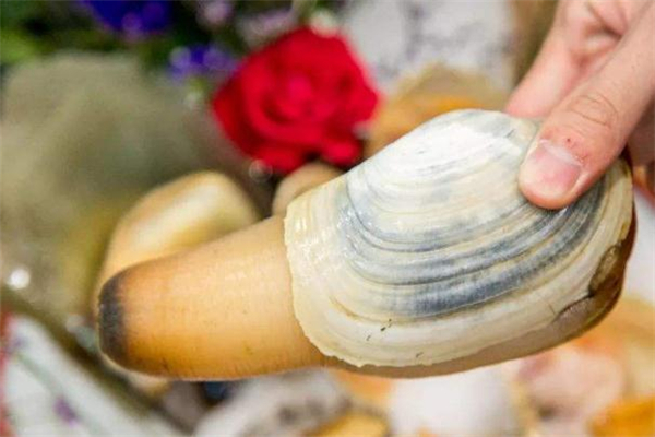 象拔蚌可以生吃嗎 象拔蚌有寄生蟲嗎 象拔蚌可以生吃嗎 象拔蚌有寄生蟲嗎