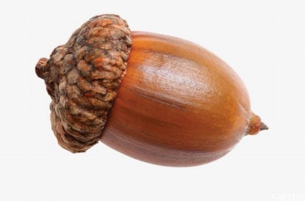 什么是橡果呢 橡果可以吃嗎 什么是橡果呢 橡果可以吃嗎