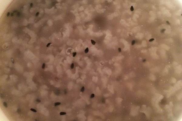 什么是西米 西米有什么功效 什么是西米 西米有什么功效