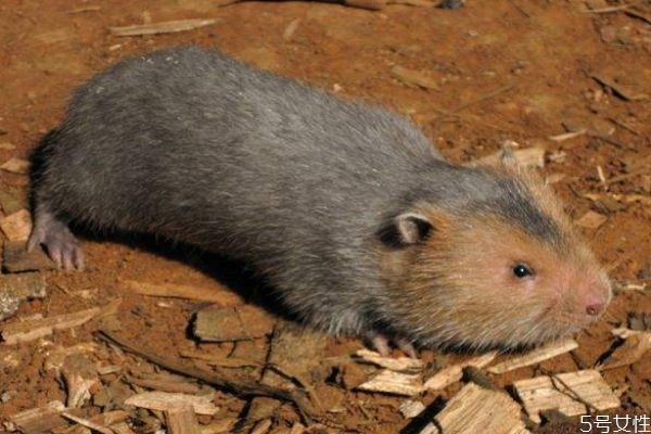 被竹鼠咬了需打預防針嗎 小竹鼠公母難辨 被竹鼠咬了需打預防針嗎 小竹鼠公母難辨