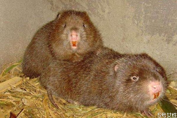 竹鼠好吃嗎 竹鼠和老鼠這樣區(qū)分 竹鼠好吃嗎 竹鼠和老鼠這樣區(qū)分