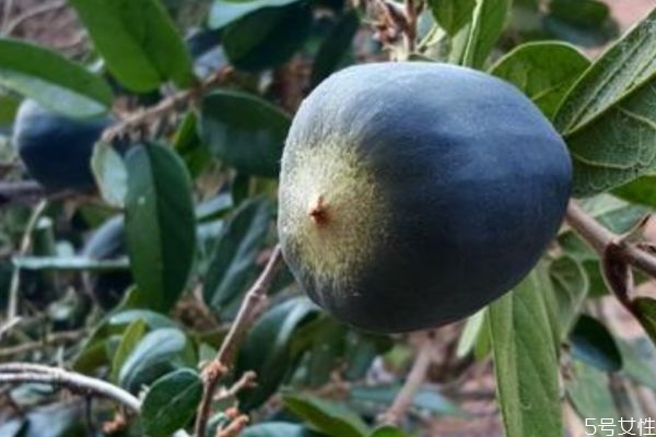 什么是霹靂果呢 霹靂果有什么營養(yǎng)價值呢 什么是霹靂果呢 霹靂果有什么營養(yǎng)價值呢