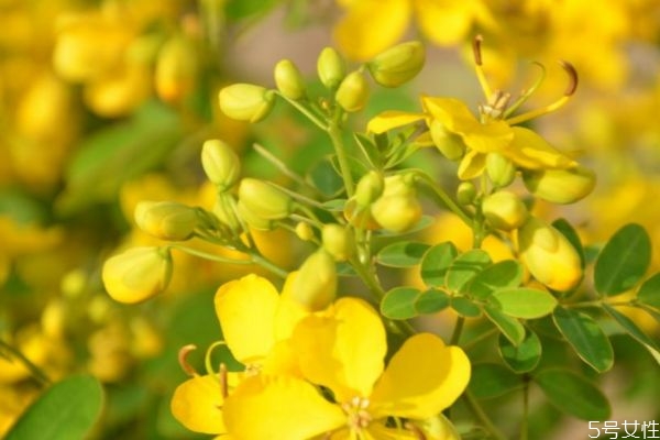 金露梅的花語是什么呢 金露梅的種植有什么注意的呢 金露梅的花語是什么呢 金露梅的種植有什么注意的呢