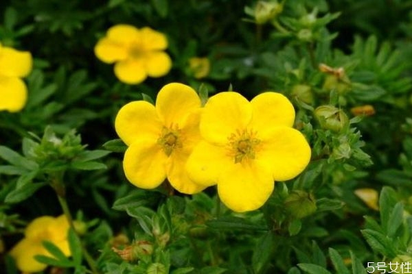 金露梅的花語是什么呢 金露梅的種植有什么注意的呢 金露梅的花語是什么呢 金露梅的種植有什么注意的呢