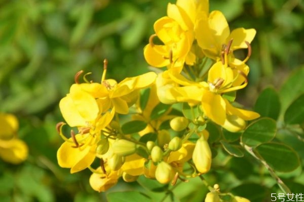 金露梅的花語是什么呢 金露梅的種植有什么注意的呢 金露梅的花語是什么呢 金露梅的種植有什么注意的呢