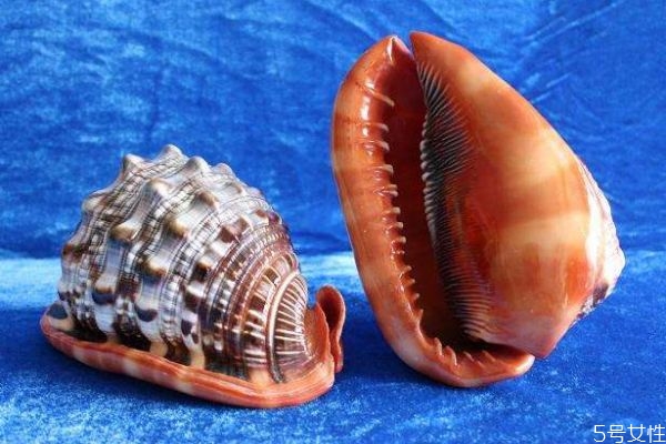 什么是萬寶螺呢 萬寶螺可以吃嗎 什么是萬寶螺呢 萬寶螺可以吃嗎