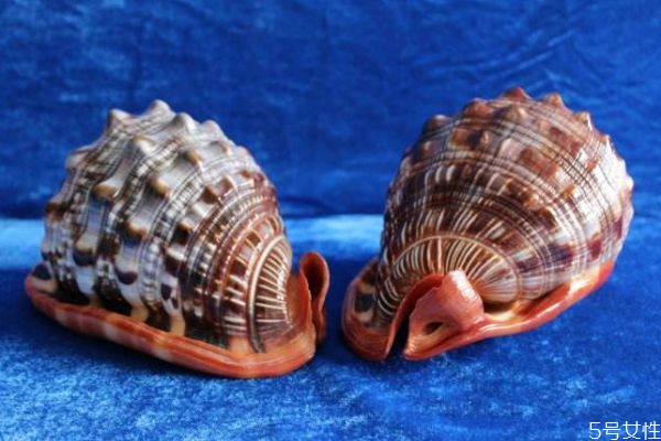 什么是萬寶螺呢 萬寶螺可以吃嗎 什么是萬寶螺呢 萬寶螺可以吃嗎