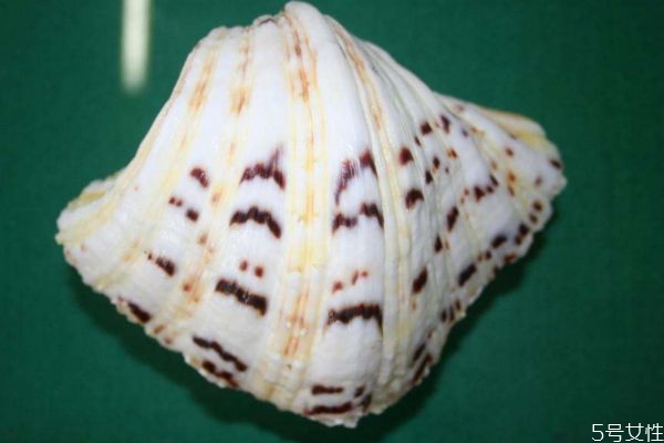 什么是萬寶螺呢 萬寶螺可以吃嗎 什么是萬寶螺呢 萬寶螺可以吃嗎