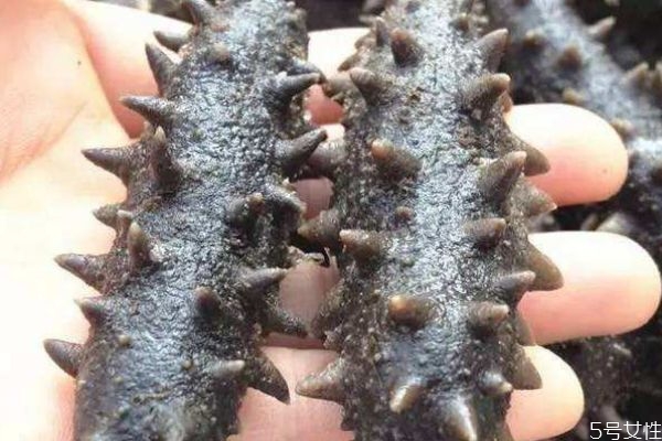 海參可以經(jīng)常是嗎 海參一次吃多少合適呢 海參可以經(jīng)常是嗎 海參一次吃多少合適呢