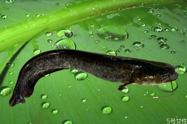 什么是大口鯰呢 大口鯰有什么營養(yǎng)營養(yǎng)價值呢 什么是大口鯰呢 大口鯰有什么營養(yǎng)營養(yǎng)價值呢