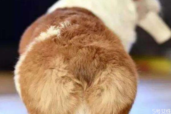 什么是柯基臀呢 柯基臀有什么特點(diǎn)呢 什么是柯基臀呢 柯基臀有什么特點(diǎn)呢