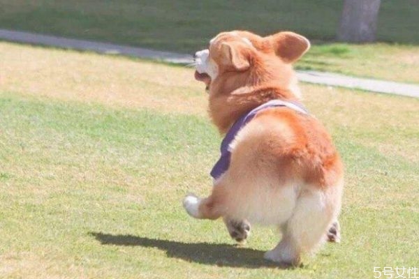 什么是柯基臀呢 柯基臀有什么特點(diǎn)呢 什么是柯基臀呢 柯基臀有什么特點(diǎn)呢