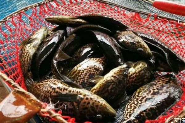 沙鱧有什么營養(yǎng)價值呢 沙鱧怎么做好吃呢 沙鱧有什么營養(yǎng)價值呢 沙鱧怎么做好吃呢