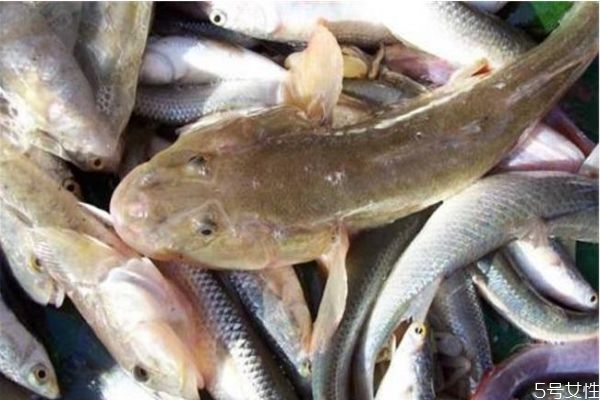 沙鱧有什么營養(yǎng)價值呢 沙鱧怎么做好吃呢 沙鱧有什么營養(yǎng)價值呢 沙鱧怎么做好吃呢