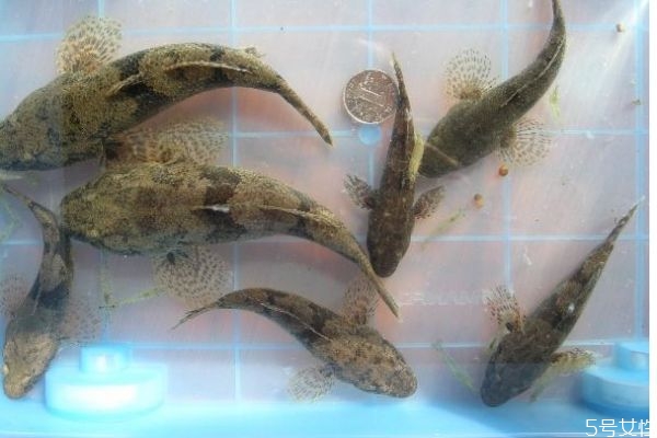 沙鱧有什么營養(yǎng)價值呢 沙鱧怎么做好吃呢 沙鱧有什么營養(yǎng)價值呢 沙鱧怎么做好吃呢