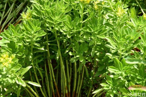 什么是救心菜呢 救心菜有什么營養(yǎng)埃價值呢 什么是救心菜呢 救心菜有什么營養(yǎng)埃價值呢