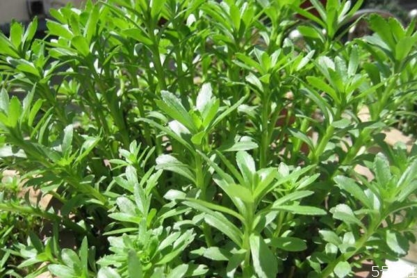 什么是救心菜呢 救心菜有什么營養(yǎng)埃價值呢 什么是救心菜呢 救心菜有什么營養(yǎng)埃價值呢