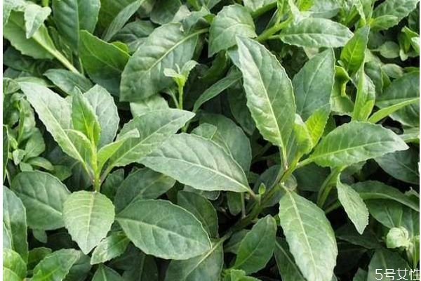 吃救心菜有什么注意的呢 救心菜怎么怎么做好吃呢 吃救心菜有什么注意的呢 救心菜怎么怎么做好吃呢