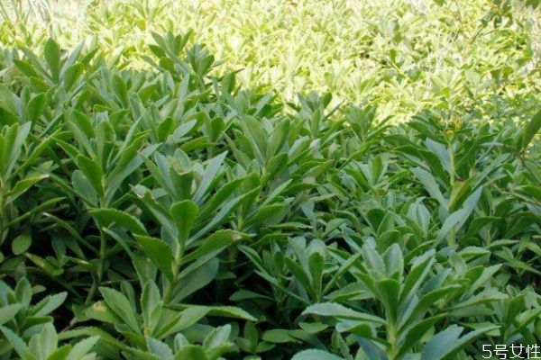 吃救心菜有什么注意的呢 救心菜怎么怎么做好吃呢 吃救心菜有什么注意的呢 救心菜怎么怎么做好吃呢