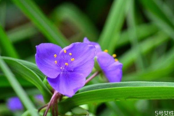 紫露草是一種什么植物呢 紫露草有什么作用呢 紫露草是一種什么植物呢 紫露草有什么作用呢