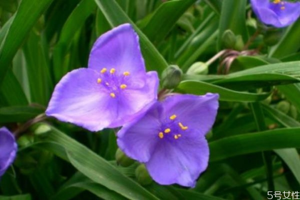 紫露草是一種什么植物呢 紫露草有什么作用呢 紫露草是一種什么植物呢 紫露草有什么作用呢