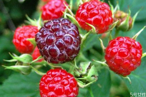 什么是山莓呢 山莓有什么營養(yǎng)價(jià)值呢 什么是山莓呢 山莓有什么營養(yǎng)價(jià)值呢