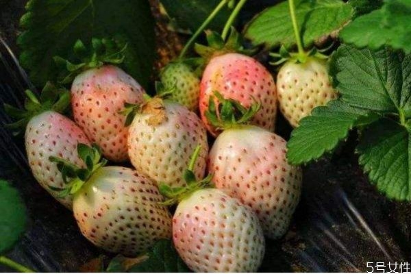 什么是菠蘿莓呢 菠蘿莓有什么營養(yǎng)價(jià)值呢 什么是菠蘿莓呢 菠蘿莓有什么營養(yǎng)價(jià)值呢