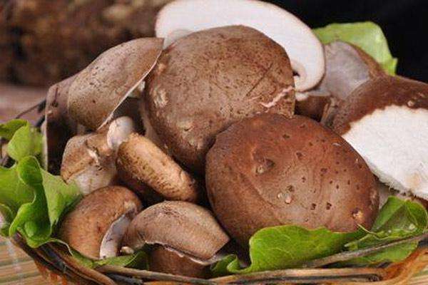 新鮮香菇怎么曬干 新鮮香菇要焯水嗎 新鮮香菇怎么曬干 新鮮香菇要焯水嗎