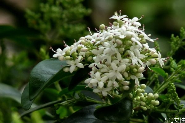 山指甲的花語(yǔ)是什么呢 山指甲的種植有什么注意的呢