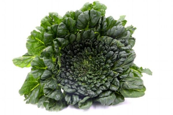 塔菜是什么呢 塔菜可以直接吃嗎 塔菜是什么呢 塔菜可以直接吃嗎