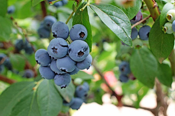 怎么判斷藍(lán)莓是否新鮮 野生藍(lán)莓和藍(lán)莓的區(qū)別 怎么判斷藍(lán)莓是否新鮮 野生藍(lán)莓和藍(lán)莓的區(qū)別
