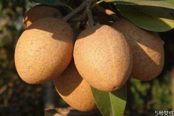 人心果有什么營(yíng)養(yǎng)價(jià)值 吃人心果有什么好處 人心果有什么營(yíng)養(yǎng)價(jià)值 吃人心果有什么好處