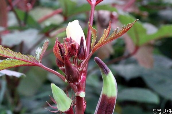 紅秋葵能生吃嗎 紅秋葵有什么營(yíng)養(yǎng)價(jià)值呢