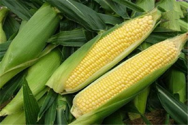 吃玉米的最佳時間 玉米?？梢灾竺鏃l嗎