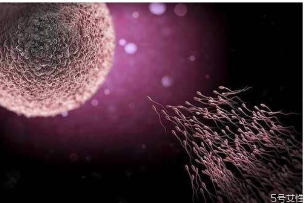 補(bǔ)佳樂排卵期可以吃嗎 排卵期吃補(bǔ)佳樂無礙