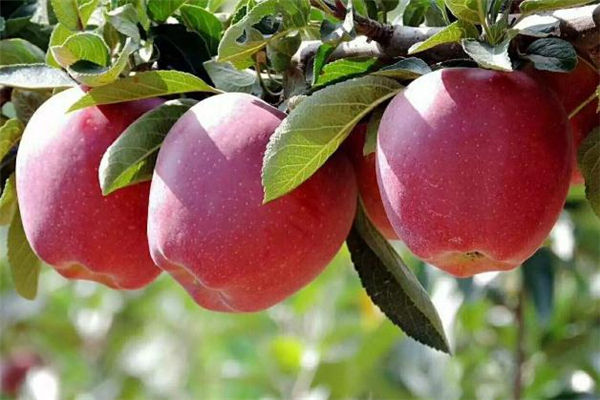 花牛蘋果孕婦可以吃嗎 孕婦吃花牛蘋果有什么好處 花牛蘋果孕婦可以吃嗎 孕婦吃花牛蘋果有什么好處