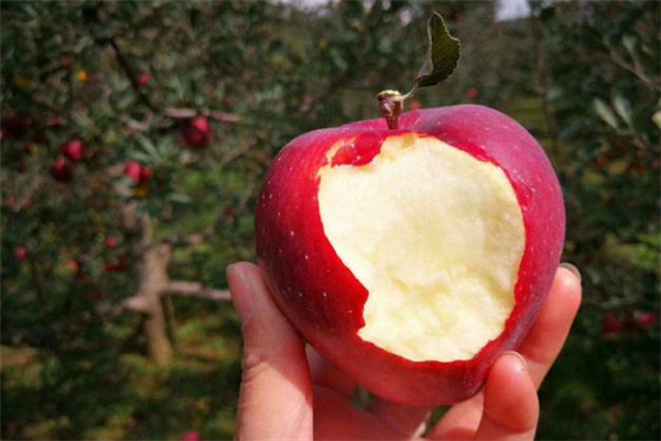 花牛蘋果什么人不能吃 糖尿病可以吃花牛蘋果嗎 花牛蘋果什么人不能吃 糖尿病可以吃花牛蘋果嗎