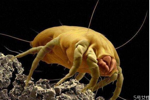 電熱毯能除螨蟲嗎 怎么判斷床上有沒有螨蟲 電熱毯能除螨蟲嗎 怎么判斷床上有沒有螨蟲