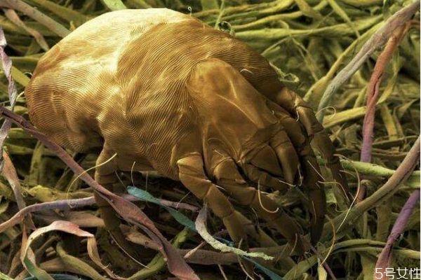 電熱毯能除螨蟲嗎 怎么判斷床上有沒有螨蟲 電熱毯能除螨蟲嗎 怎么判斷床上有沒有螨蟲