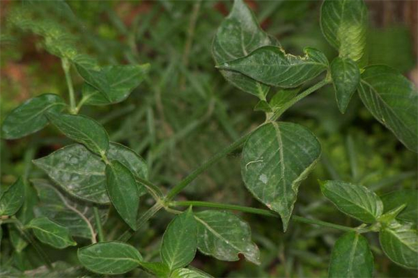 狗肝菜是什么 狗肝菜可以當(dāng)菜吃嗎 狗肝菜是什么 狗肝菜可以當(dāng)菜吃嗎